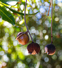 Load image into Gallery viewer, Macadamias Australia, Happy Nut (Dry Roasted Macadamias)
